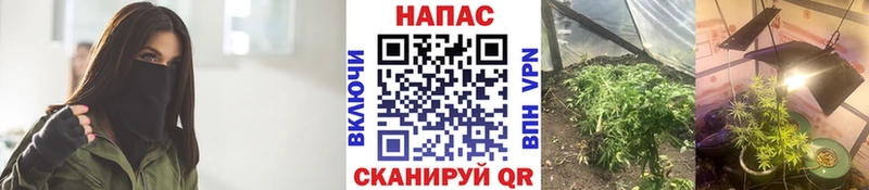 Шишки марихуана марихуана кракен рабочий сайт Ленинск